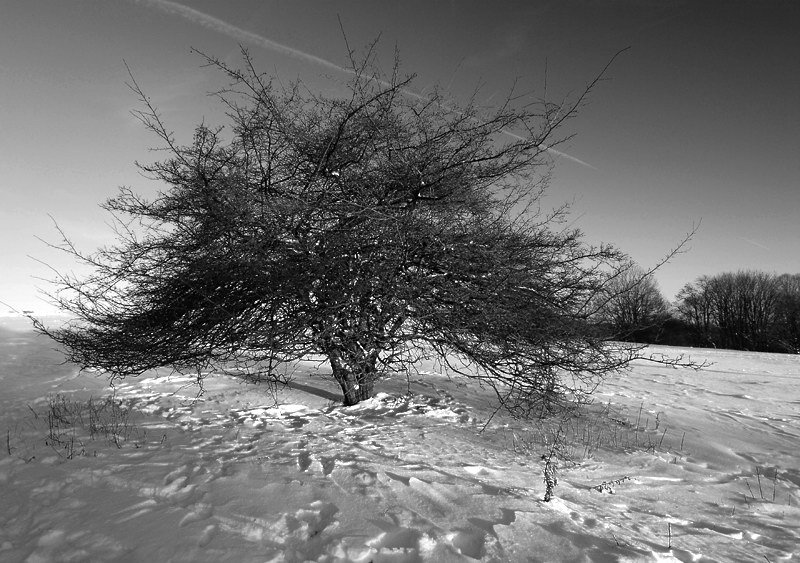 Baum Winter Sonne_DSC2872 Kopie.jpg